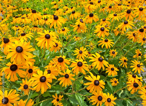 Black-eyed Susan flowers in the summer. Rudbeckia fulgida