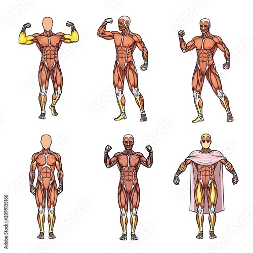 Detailed Human Muscular Anatomy Illustration for Medical and Educational Use.
