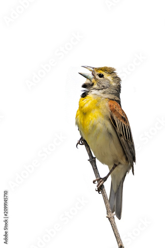 A Dickcissel Sings on a White Background