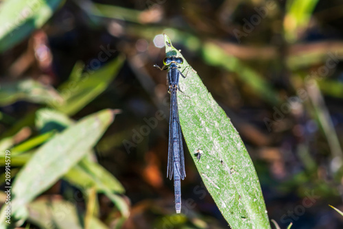 Blue-tailed Damselfly (Ischnura elegans) with prominent green and black eye structure Perched on a leaf over an aquatic local.