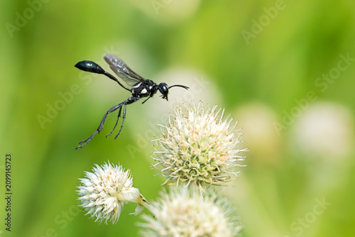 A gold-marked thread-waisted wasp over a rattlesnake master.