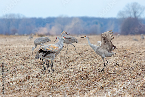 Sandhill Cranes Dance With Each Other