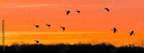 Slhouettes of Sandhill Cranes at Dusk