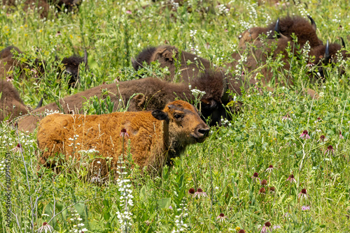 A Red Dog Bison in the Grasslands