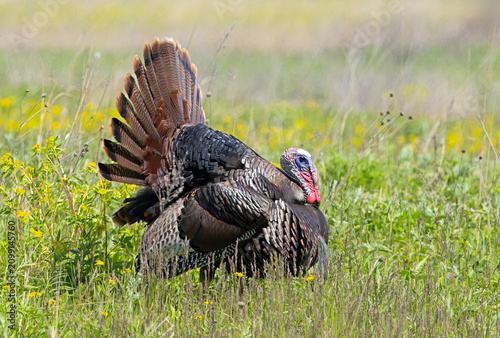 Tom Turkey with a Fanned-out Tail.