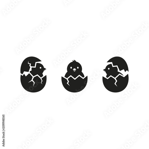 Bild auf Leinwand Three black chicks emerge from cracked eggs in a row.