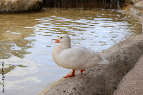 Obraz na plátne White duck standing by a pond edge