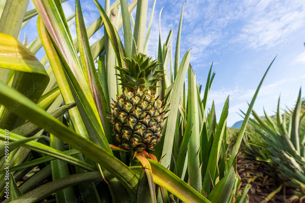 Obraz premium Young Pineapple Growing in an Organic Plantation Field,A close-up shot of a small, young pineapple fruit growing surrounded by its long, sharp, green leaves in an agricultural plantation field under.