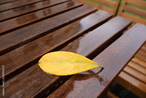 Foto A fallen autumn yellow leaf from a tree on a garden table after rain, wet surfac