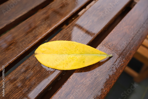 Foto A fallen autumn yellow leaf from a tree on a garden table after rain, wet surfac