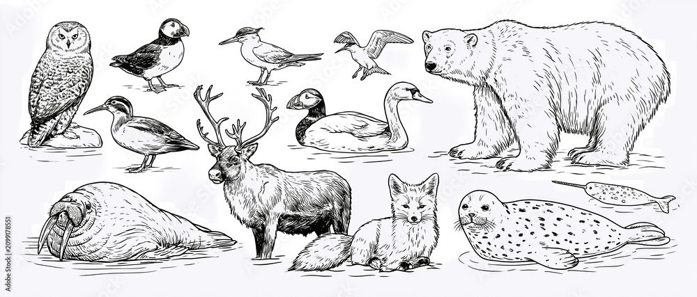 Obraz premium Black and white illustration of Arctic and tundra animals PNG