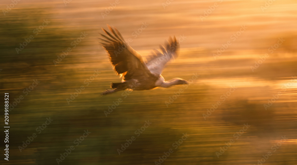Fototapeta premium High-speed panning photography of a bird in mid-flight over a field at sunset, featuring intense horizontal motion blur and warm golden lighting.
