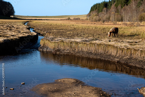 Bild auf Leinwand Cheval au bord de l'eau