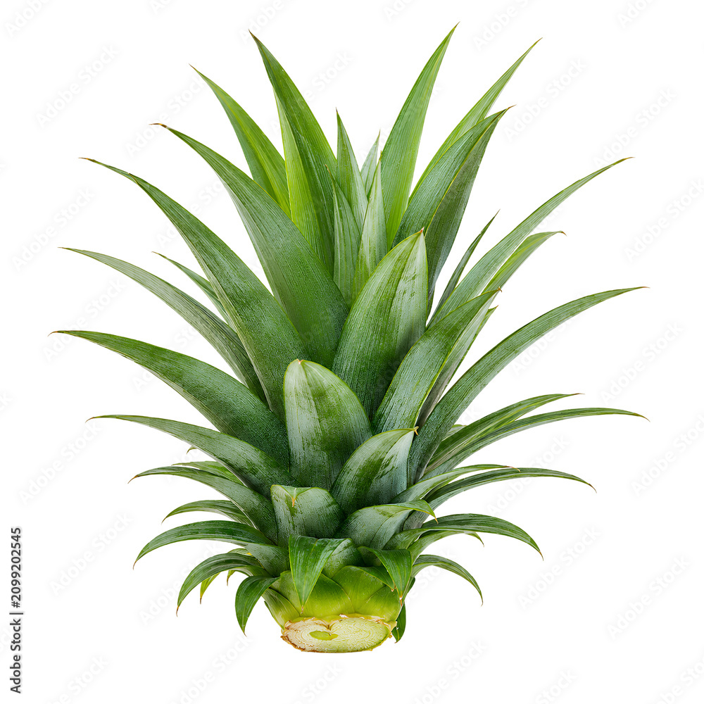Fototapeta premium Fresh green pineapple crown isolated on white background