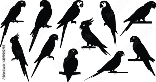 Photography Tropical exotic parrot silhouette vector collection featuring various wild birds like macaws and cockatoos sitting on branch perches isolated on white background