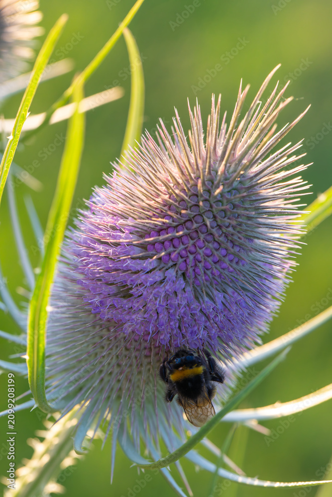 Obraz na płótnie Bumblebee feeding on a purple teasel flower in warm summer light, Southern Germany, Germany
