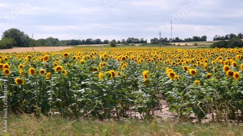 Sunlit sunflower field stretching toward the horizon beneath a soft blue sky and scattered summer clouds