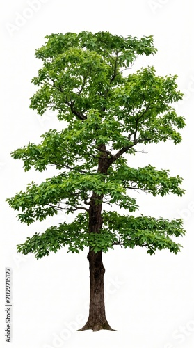 Isolated Sassafras Tree Cutout on White Background