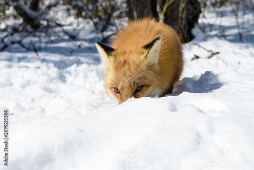 фотографія Red Fox vulpes slyly peering out Through Fresh Winter Snow in a Quiet Forest Wil