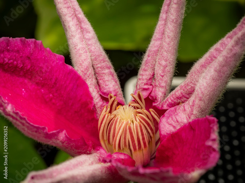 Vászonkép Macro closeup of an opening bright pink clematis flower showcasing fuzzy sepals