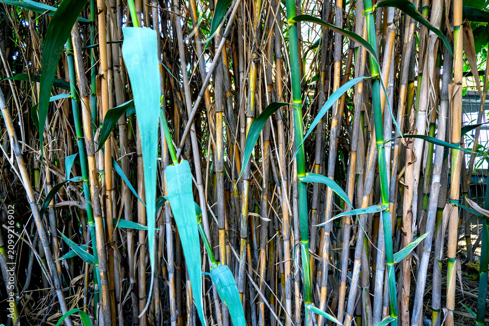 Obraz premium Abstract natural background texture of green reeds.