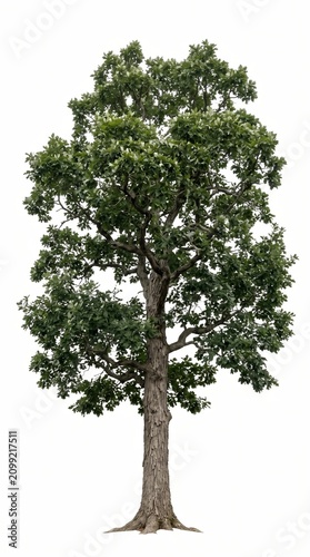 Swamp White Oak Tree Isolated on White Background