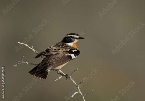 Foto Closeup  of a Whinchat perched on twig at Saar, Bahrain