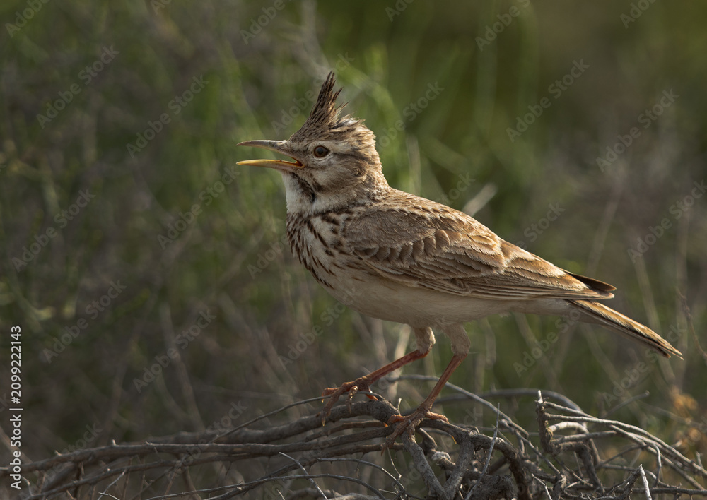Fototapeta premium Portrait of a Crested Lark at saar, Bahrain