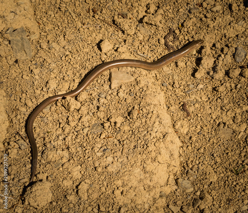 Принти на полотні Slow Worm (Anguis fragilis) on the Ground ? Ukrainian Wildlife