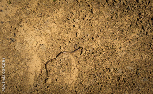 Obraz na plátně Slow Worm (Anguis fragilis) on the Ground ? Ukrainian Wildlife