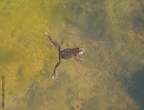  Frog Swimming in a Small Pond with Green Water and Sunlight