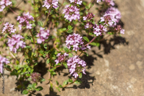 Thyme Plant with Flowers Growing in a Garden Bed ? Medicinal Herb