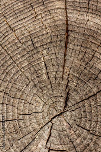 Tree Ring Wood Texture with Soft Focus Background