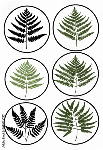 Illustrations of Ferns