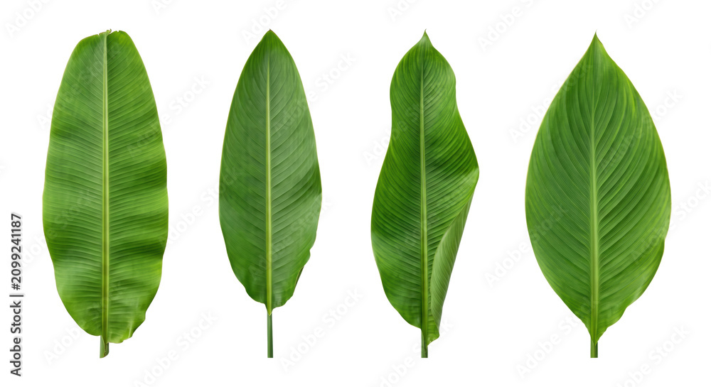 Fototapeta premium Fresh tropical green banana leaves set isolated