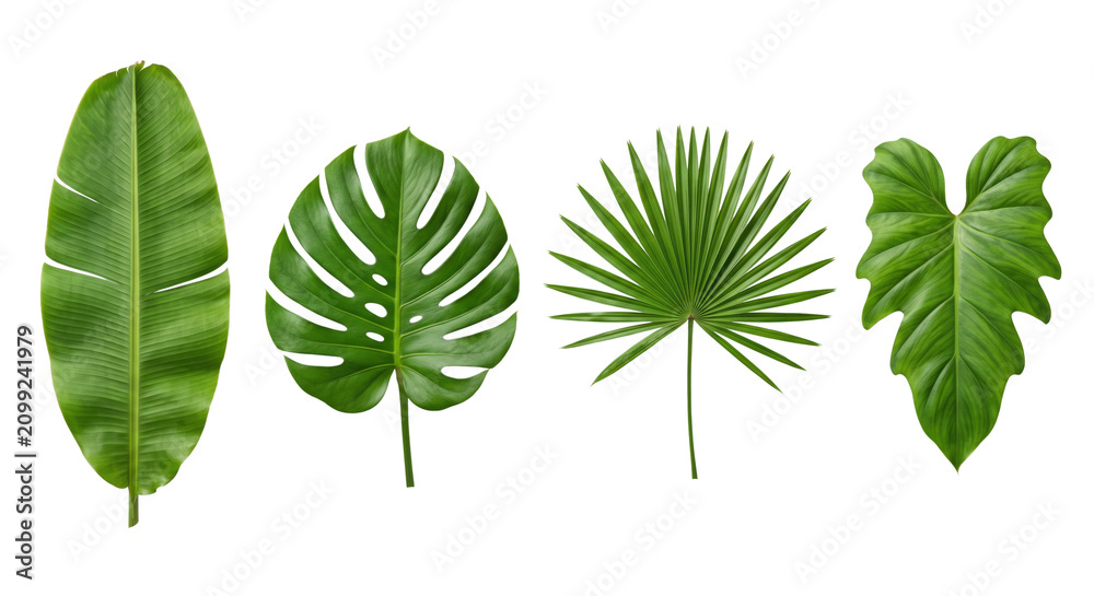 Obraz premium Assorted green tropical leaves collection isolated