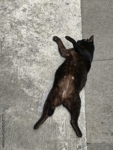 Foto cat sleeping on the floor