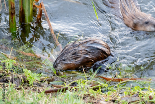 Foto Wild muskrat swimming across calm freshwater with gentle ripples in natural evening light