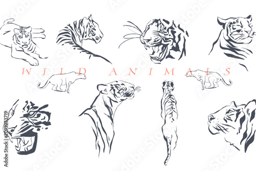 Sticker Hand drawn vector graphic line art background with sketch tigers and wild animals