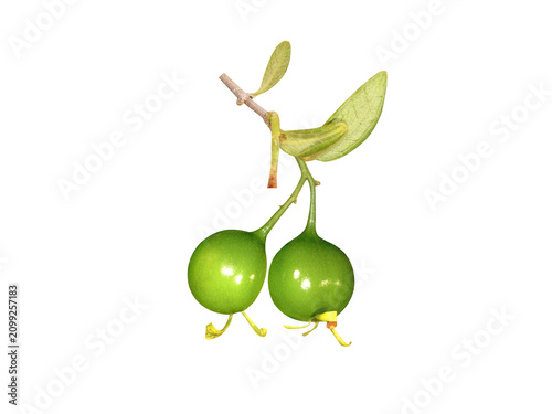 Obraz na płótnie Vangueria or wild medlar green fruits isolated on a white background