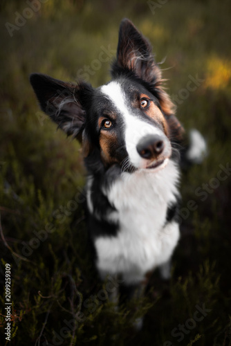 border collie puppy