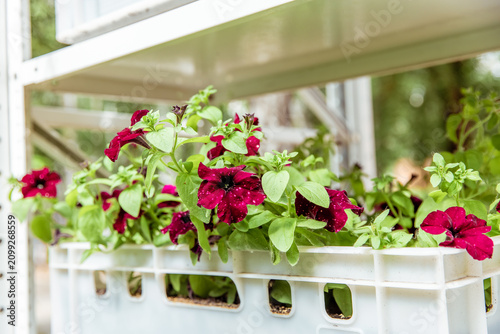 Vibrant burgundy petunias with lush green leaves growing in a white plastic crate, garden flowers display, urban balcony planting setup
