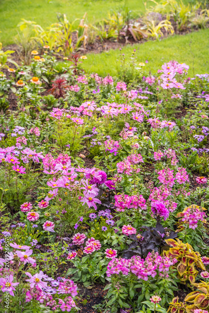 Obraz premium Vibrant flowerbed bursting with pink cosmos and other colorful blooms in lush green garden
