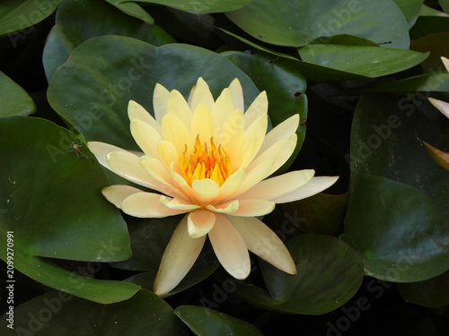 Natura