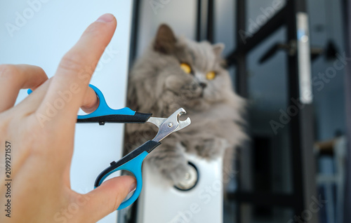 Hand holding pet nail clippers in the foreground with a blurred fluffy cat in the background, grooming and pet care concept.