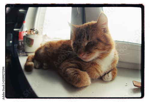 A ginger cat dozes on a sunlit windowsill