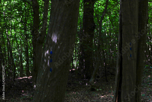 Foto Two large tree trunks marked with blue dots stand prominently in the foreground of a dense forest