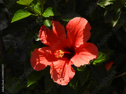 Natura