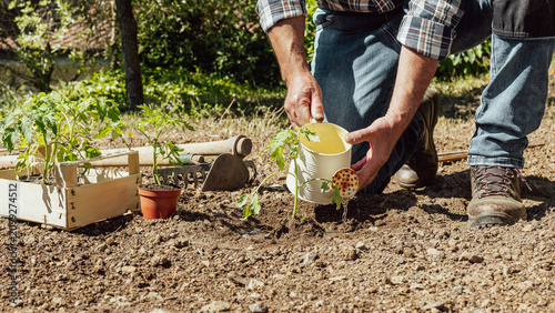 Close-up of a farmer's hands watering a tomato plant in an organic field with an old metal watering can. Garden work in spring. Traditional agriculture.