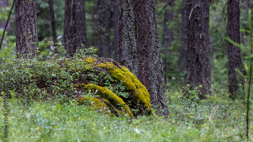 Moss grows across a large rock in a Montana forest surrounded by shrubs and lush vegetation, capturing the beauty of the natural outdoors.